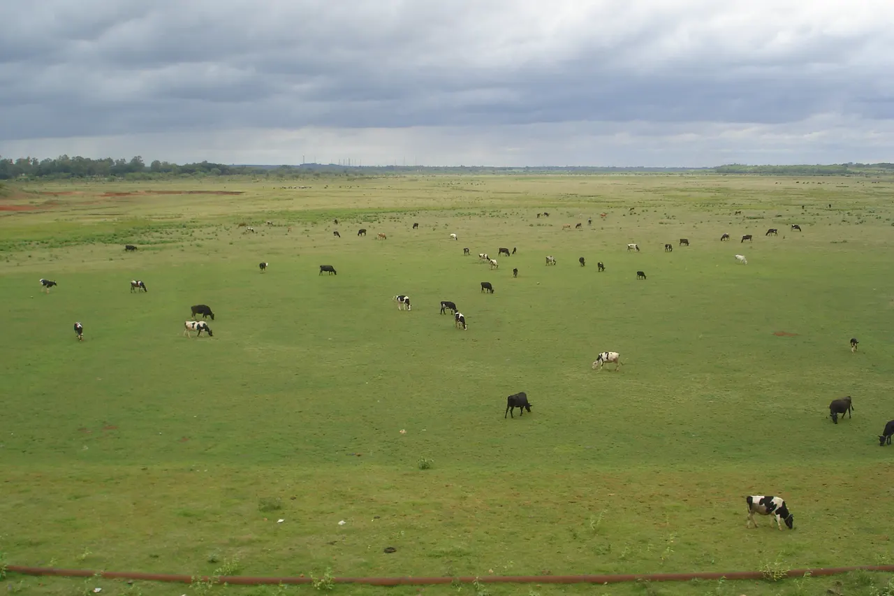 Hesaraghatta dry lakebed.