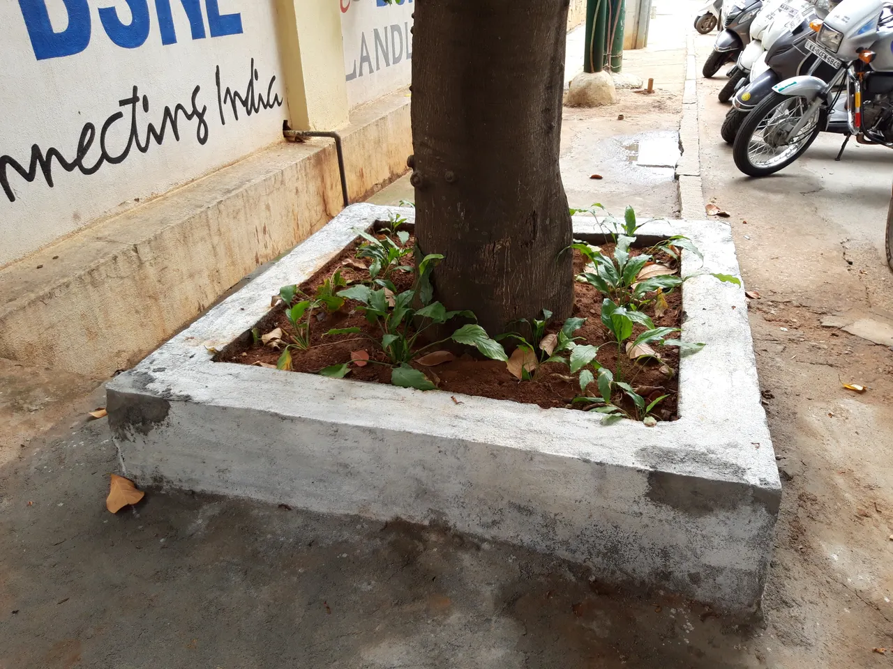 Jack fruit tree in front of BSNL office Sahakara Nagar, AJT Johnsingh, 20190722 132016.